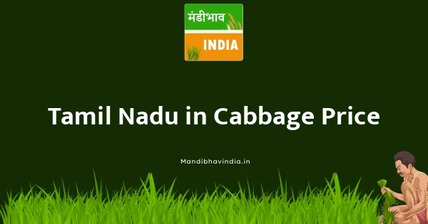 Cabbage भाव